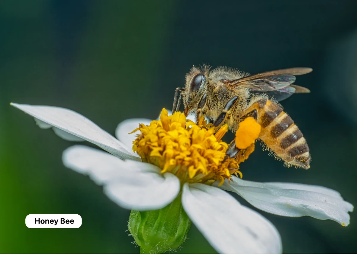 Front of the Honey Bee pollinator card.
