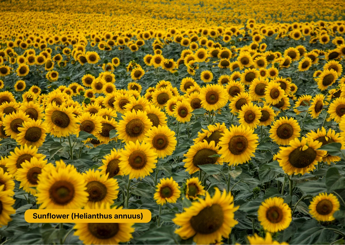 Front of the Sunflower plant card.